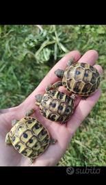 Tartarughe