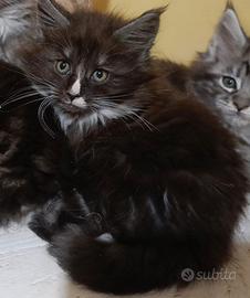 Maschio Maine coon