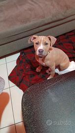 Cucciola Pitbull con pedigree