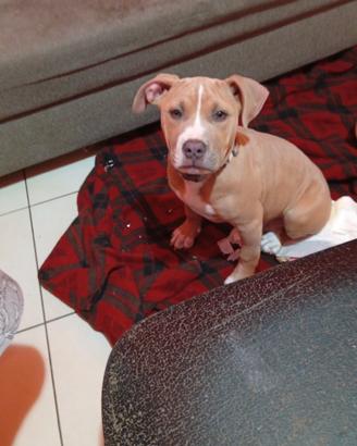Cucciola Pitbull con pedigree