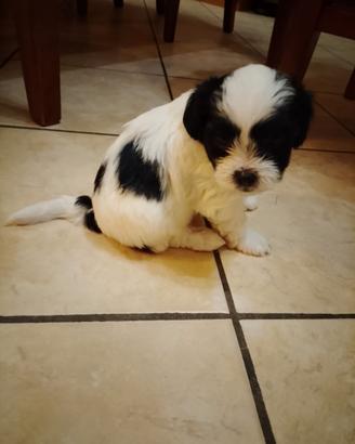 Cucciolo bichon havanese