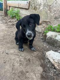 Buddy cucciolo taglia piccola ADOZIONE