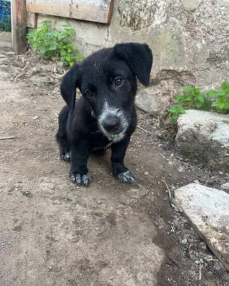 Buddy cucciolo taglia piccola ADOZIONE