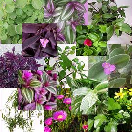 talee di tradescantia e altre piante particolari