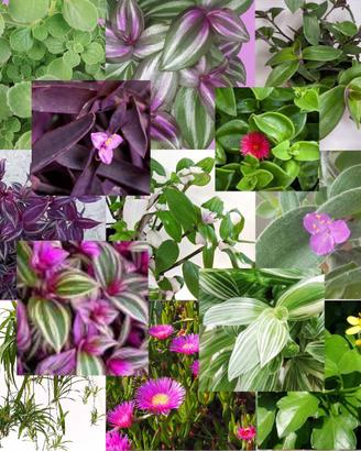 talee di tradescantia e altre piante particolari