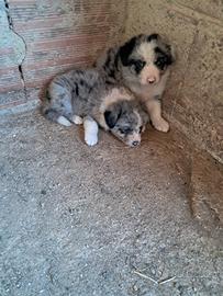 Border collie