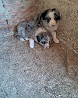 Border collie