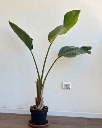 Pianta Sterlizia