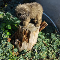 Barboncino color sabbia di quasi 3 mesi