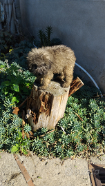 Barboncino color sabbia di quasi 3 mesi