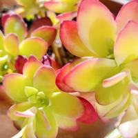 pianta grassa da esterno 