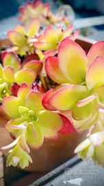 pianta grassa da esterno 