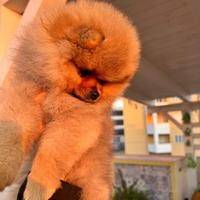 Pomerania spitz nano Volpino