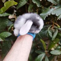 Coniglio nano ariete