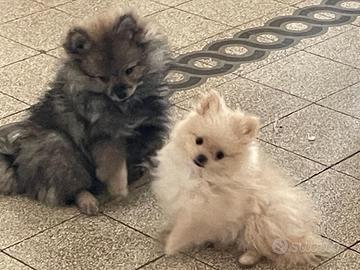 Zpitz Pomerania (Volpino)