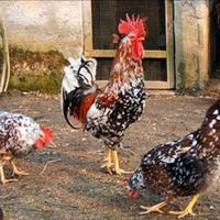 Mille fiori di Lonigo