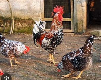 Mille fiori di Lonigo