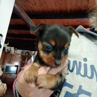 Cuccioli Yorkshire Terrier