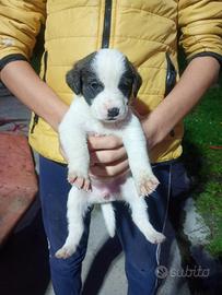 Cuccioli di meticcio