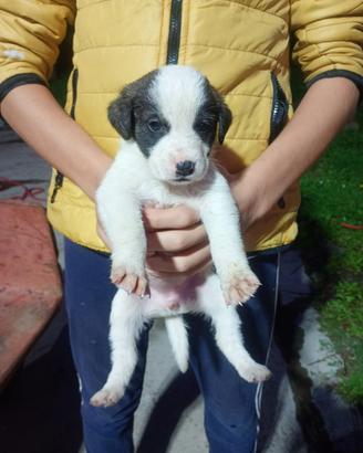 Cuccioli di meticcio