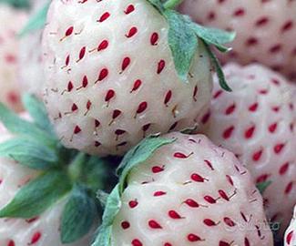 Fragola bianca al sapore di ananas