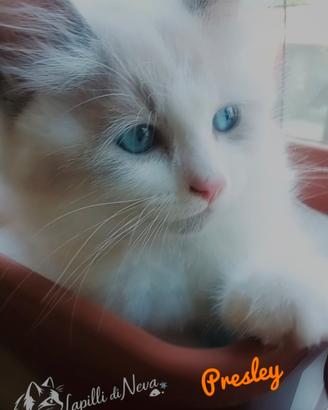 Cuccioli Siberiani Neva Masquerade