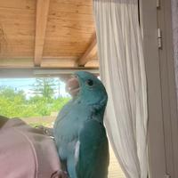 Parrocchetto dal collare