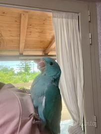 Parrocchetto dal collare