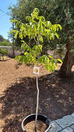 albero noce