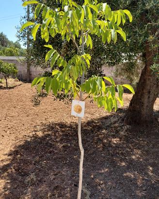 albero noce
