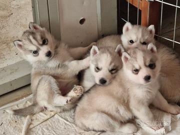 Cuccioli di Siberian Husky