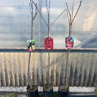 Alberi da frutto, circa 80 varietà disponibili