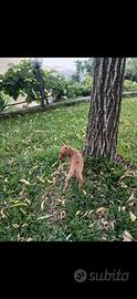 Cucciolo pinscher