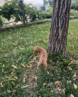 Cucciolo pinscher