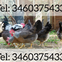 Galline Galli Livornesi collo argento