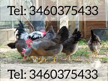 Galline Galli Livornesi collo argento