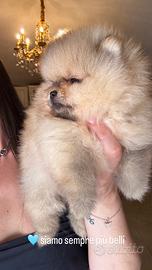 Pomerania / spitz nano tedesco