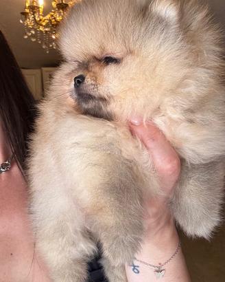 Pomerania / spitz nano tedesco