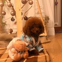 Barboncino taglia Cup