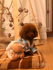 Barboncino taglia Cup