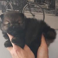 Cucciola spitz nano