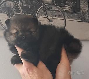 Cucciola spitz nano