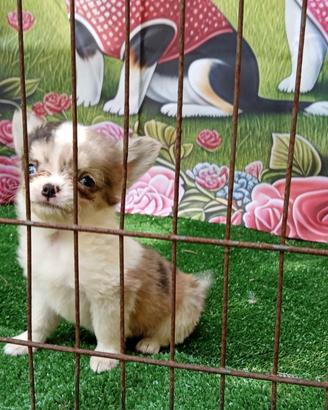 Cucciola chihuahua