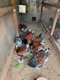 Galli brahma millefiori