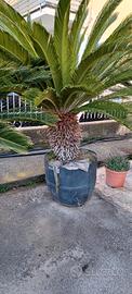 pianta cycas