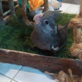 Calopsite allevate a mano