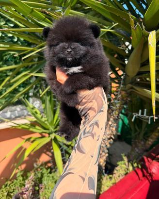 Spitz Pomerania Toy