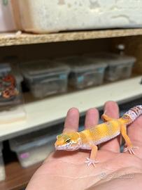 Geco leopardino