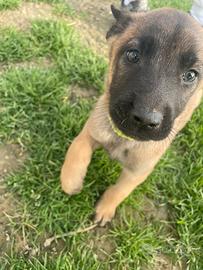 Cucciolo pastore belga