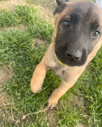 Cucciolo pastore belga